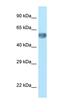 Zinc Finger Protein 394 antibody, orb324812, Biorbyt, Western Blot image 