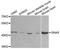 Guanine nucleotide-binding protein G(s) subunit alpha isoforms short antibody, STJ23816, St John