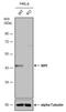 Mannose Phosphate Isomerase antibody, NBP1-31460, Novus Biologicals, Western Blot image 