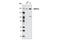 Lysine-specific demethylase 5C antibody, 5361T, Cell Signaling Technology, Western Blot image 