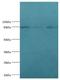 Cullin 1 antibody, LS-C377360, Lifespan Biosciences, Western Blot image 