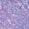H1 Histone Family Member 0 antibody, LS-C88301, Lifespan Biosciences, Immunohistochemistry paraffin image 