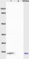 IQ Motif Containing J antibody, GTX52020, GeneTex, Western Blot image 