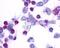 Prostaglandin E Receptor 4 antibody, NLS3898, Novus Biologicals, Immunofluorescence image 