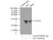 Adenylate Kinase 3 antibody, 12562-1-AP, Proteintech Group, Immunoprecipitation image 