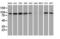 MYD88 Innate Immune Signal Transduction Adaptor antibody, LS-C337178, Lifespan Biosciences, Western Blot image 