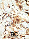 Insulin Receptor antibody, 63-104, ProSci, Immunofluorescence image 