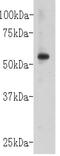 Basigin (Ok Blood Group) antibody, GTX37481, GeneTex, Western Blot image 