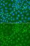 Thymine DNA Glycosylase antibody, LS-C748418, Lifespan Biosciences, Immunofluorescence image 