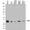 Histamine N-Methyltransferase antibody, AF7637, R&D Systems, Western Blot image 