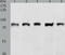 Zinc Finger Protein 471 antibody, TA322248, Origene, Western Blot image 