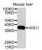 Arginase 1 antibody, abx127100, Abbexa, Western Blot image 