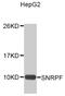 Small nuclear ribonucleoprotein F antibody, MBS129453, MyBioSource, Western Blot image 