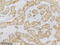 Glutamate-Ammonia Ligase antibody, TA592095S, Origene, Immunohistochemistry frozen image 