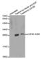 Eukaryotic Translation Initiation Factor 4E antibody, abx000280, Abbexa, Western Blot image 