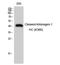 Kininogen 1 antibody, STJ90095, St John