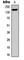 Treacle Ribosome Biogenesis Factor 1 antibody, abx121777, Abbexa, Western Blot image 