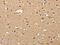 Aldehyde Dehydrogenase 8 Family Member A1 antibody, CSB-PA186785, Cusabio, Immunohistochemistry paraffin image 