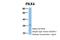 Paired Box 4 antibody, 27-493, ProSci, Western Blot image 