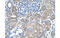 Sarcosine Dehydrogenase antibody, MBS5301429, MyBioSource, Immunohistochemistry frozen image 