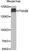 Integrin Subunit Alpha 2b antibody, MBS129945, MyBioSource, Western Blot image 