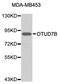 OTU Deubiquitinase 7B antibody, STJ24874, St John
