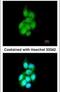 BAI1 Associated Protein 2 Like 1 antibody, PA5-22026, Invitrogen Antibodies, Immunofluorescence image 