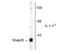 Synaptosome Associated Protein 25 antibody, TA309235, Origene, Western Blot image 