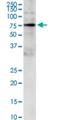 Growth Factor Receptor Bound Protein 10 antibody, H00002887-M01, Novus Biologicals, Western Blot image 