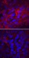 Laminin subunit alpha-4 antibody, MAB7340, R&D Systems, Immunofluorescence image 