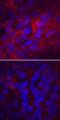 Laminin subunit alpha-4 antibody, MAB7340, R&D Systems, Immunofluorescence image 