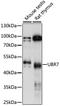Ubiquitin Protein Ligase E3 Component N-Recognin 7 (Putative) antibody, 16-056, ProSci, Western Blot image 