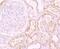 Lymphocyte Antigen 75 antibody, NBP2-75467, Novus Biologicals, Immunohistochemistry paraffin image 