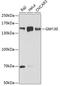 Golgin A2 antibody, GTX54142, GeneTex, Western Blot image 