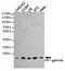 Chromobox 3 antibody, STJ99038, St John