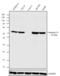 Gap Junction Protein Alpha 1 antibody, 13-8300, Invitrogen Antibodies, Western Blot image 