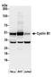 Cyclin B1 antibody, A305-000A, Bethyl Labs, Western Blot image 