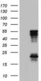 Tet Methylcytosine Dioxygenase 3 antibody, LS-C790093, Lifespan Biosciences, Western Blot image 