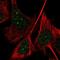 Cysteine Rich Secretory Protein 2 antibody, NBP1-85452, Novus Biologicals, Immunofluorescence image 