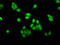 Apoptosis Enhancing Nuclease antibody, LS-C371650, Lifespan Biosciences, Immunofluorescence image 