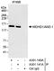 WD Repeat And HMG-Box DNA Binding Protein 1 antibody, A301-140A, Bethyl Labs, Immunoprecipitation image 
