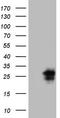 Rat CD152 antibody, LS-C791367, Lifespan Biosciences, Western Blot image 