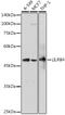 Leukocyte Immunoglobulin Like Receptor B4 antibody, GTX33296, GeneTex, Western Blot image 