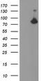 Acyl-CoA Synthetase Short Chain Family Member 2 antibody, CF503608, Origene, Western Blot image 