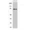 ATP Binding Cassette Subfamily B Member 10 antibody, LS-C381841, Lifespan Biosciences, Western Blot image 