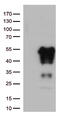 Polymorphic epithelial mucin antibody, TA800939AM, Origene, Western Blot image 