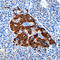 Complexin 1 antibody, AF7787, R&D Systems, Immunohistochemistry frozen image 