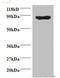 Cyclin Dependent Kinase 11A antibody, orb238213, Biorbyt, Western Blot image 