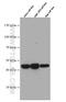 Adhesion Regulating Molecule 1 antibody, 66464-1-Ig, Proteintech Group, Western Blot image 