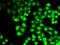 Cleavage Stimulation Factor Subunit 2 Tau Variant antibody, orb373243, Biorbyt, Immunocytochemistry image 